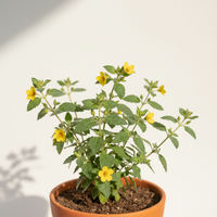 Damiana Extract